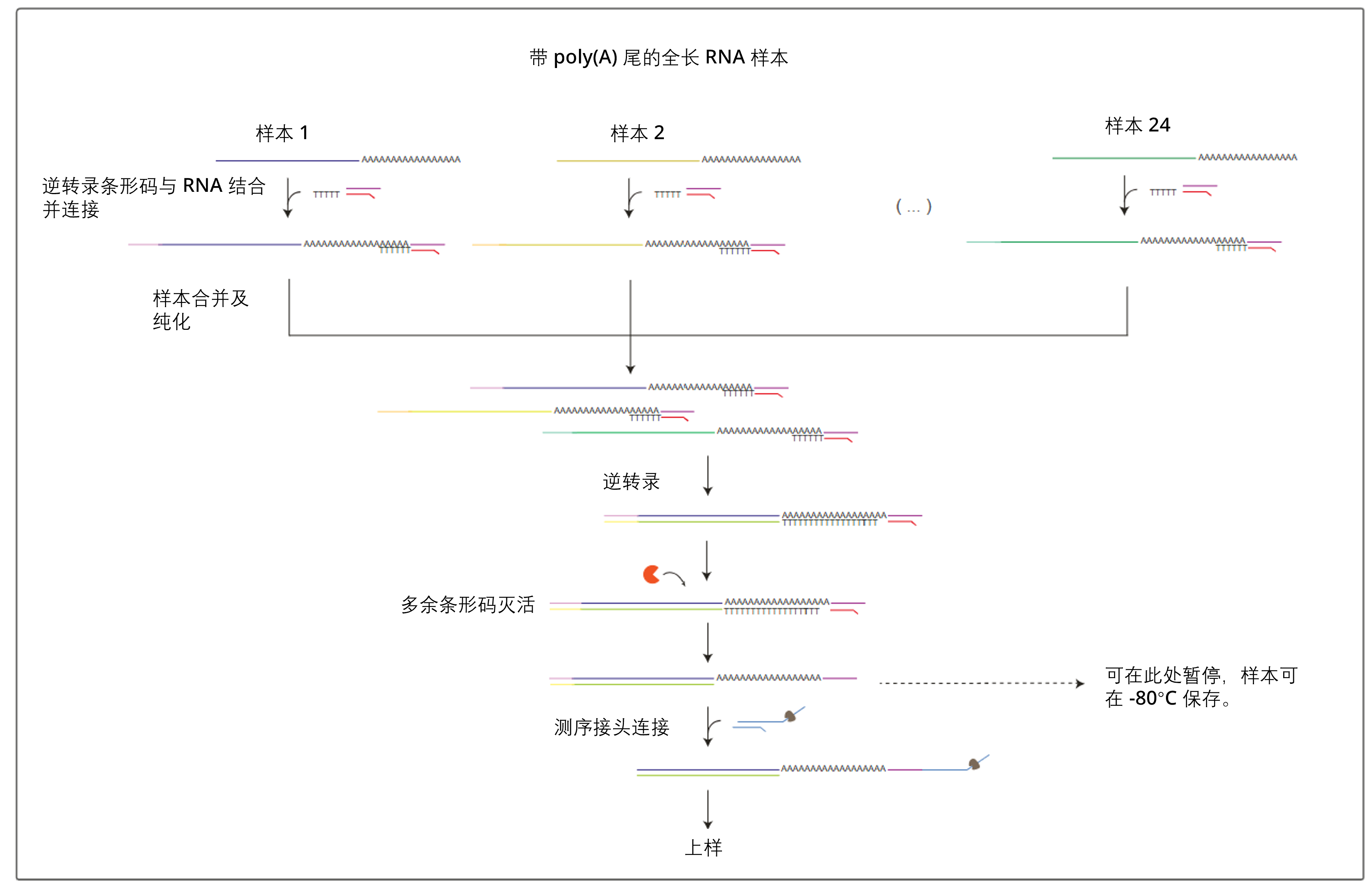 Chinese_Direct_RNA_barcoding_workflow_with_pause_17March26