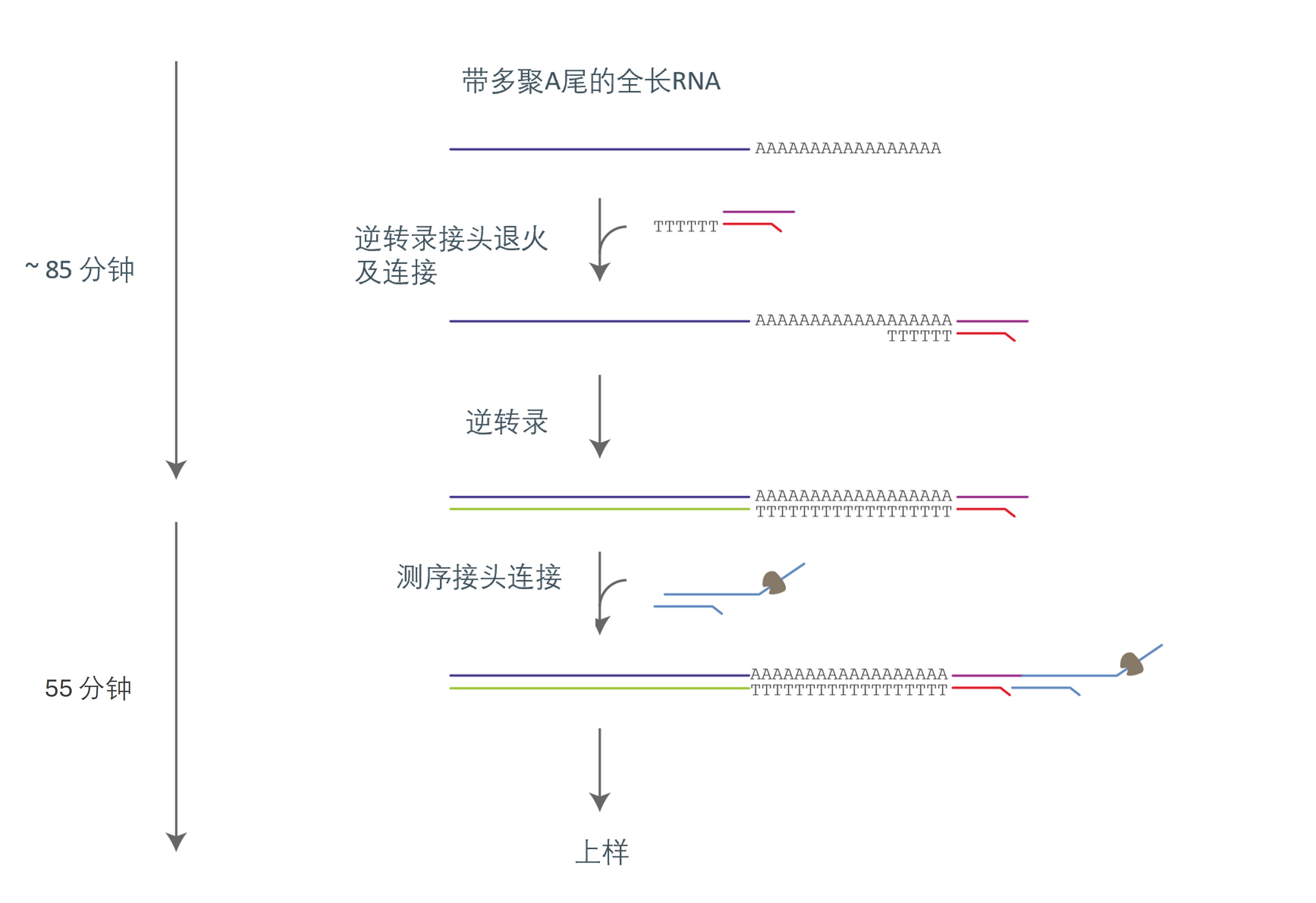 Chinese Direct RNA workflow