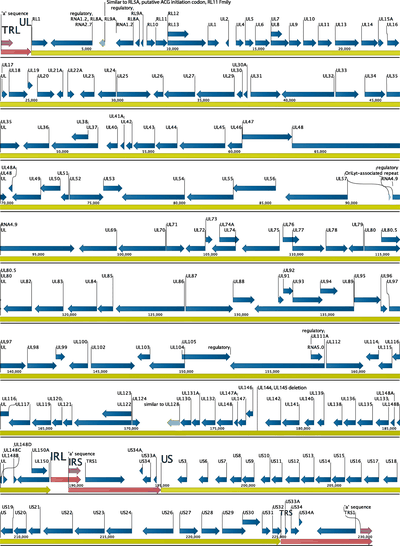 Nanopore sequencing and full genome de novo assembly of human cytomegalovirus TB40/E reveals clonal diversity and structural variations