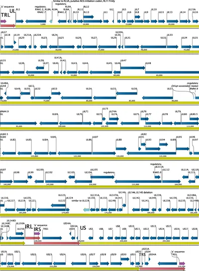 Nanopore sequencing and full genome de novo assembly of human cytomegalovirus TB40/E reveals clonal diversity and structural variations