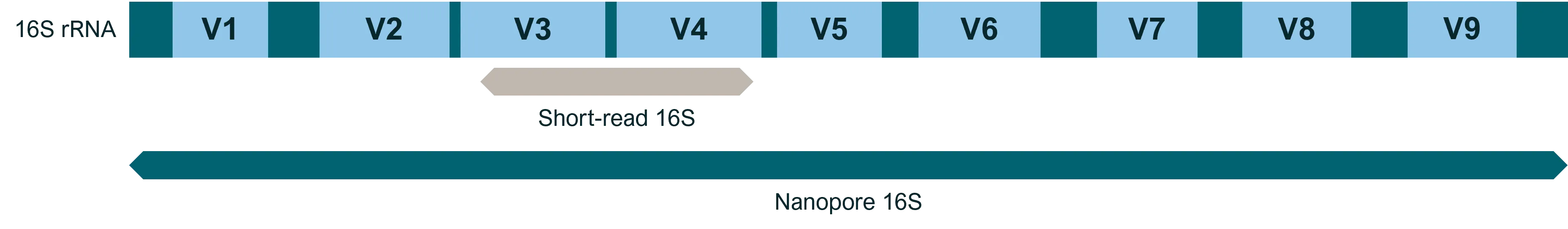 A diagram demonstrating the benefits of long nanopore reads over short reads for sequencing 16S rRNA