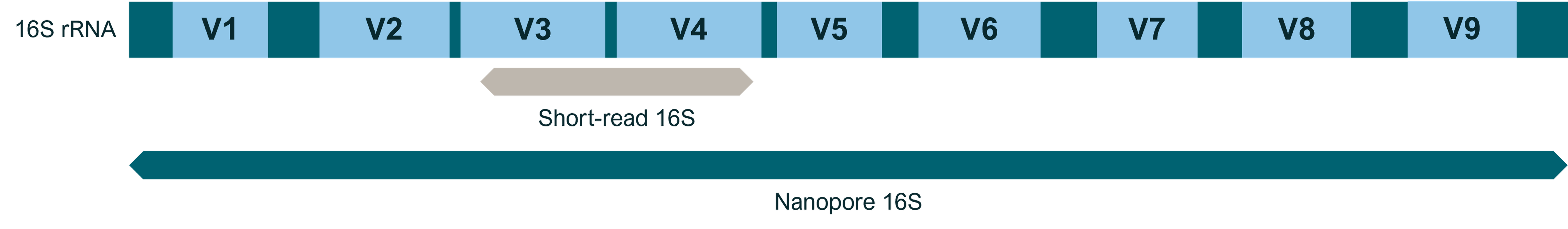 A diagram demonstrating the benefits of long nanopore reads over short reads for sequencing 16S rRNA