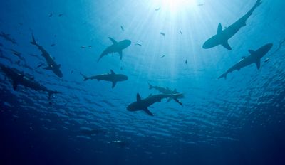 underwater photograph of shark shadows below water surface