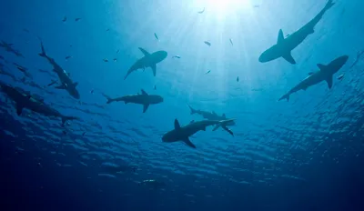 underwater photograph of shark shadows below water surface