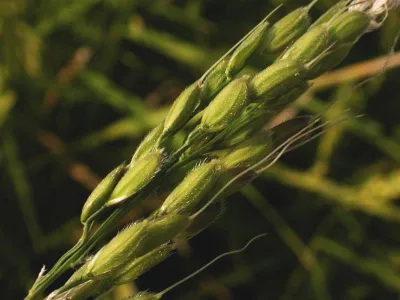 First de novo draft genome sequence of Oryza coarctata, the only halophytic species in the genus Oryza