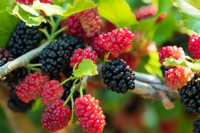 photograph of mulberry plant fruit and branches