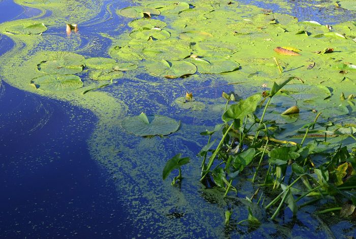 Metagenomic characterization of a harmful algal bloom using nanopore sequencing