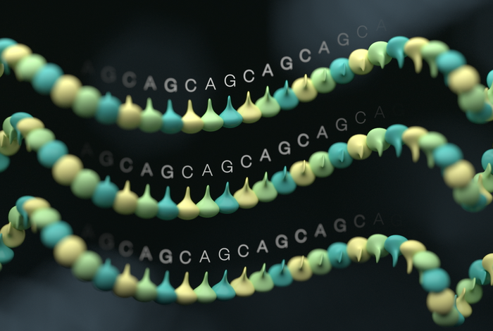 Unzipped genome assemblies of polyploid root-knot nematodes reveal unusual and clade-specific telomeric repeats