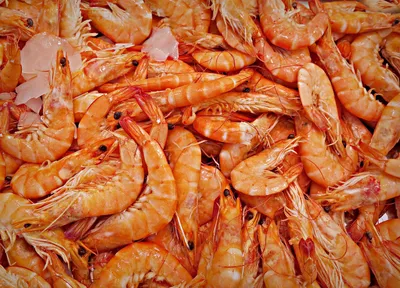 Shrimp