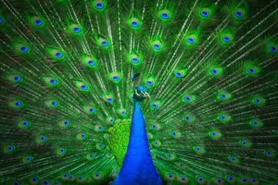 peacock