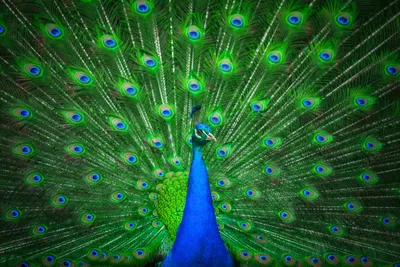 peacock