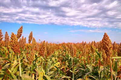 sorghum crops under blue sky