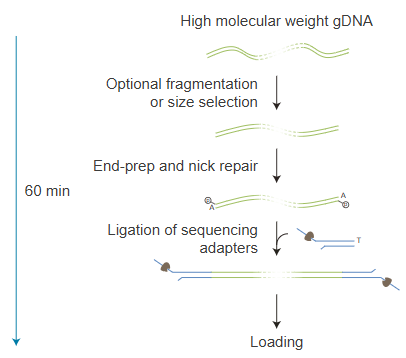 Schematic of the LSK library prep workflow