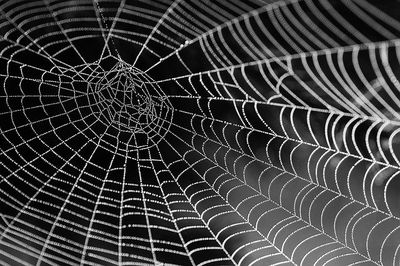 cobweb