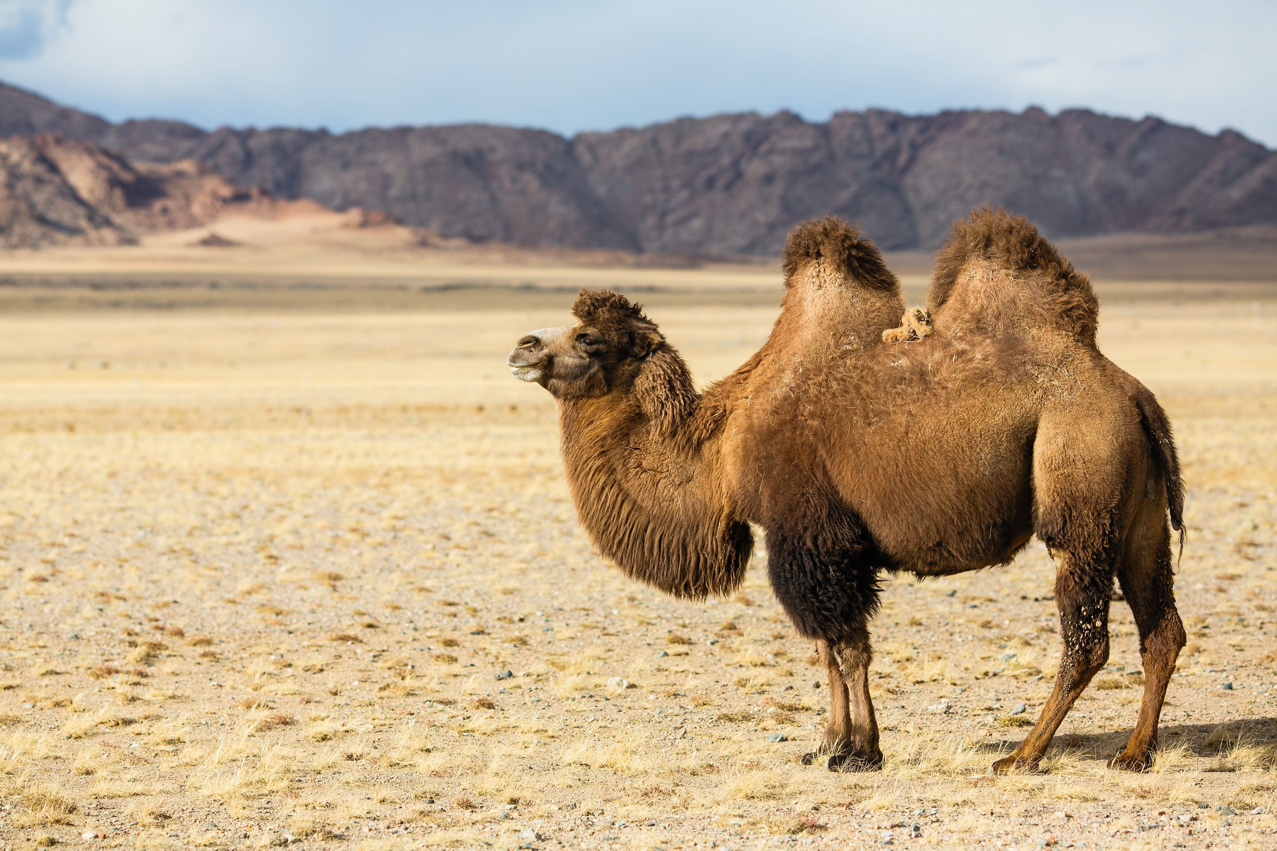 Bactrian camel