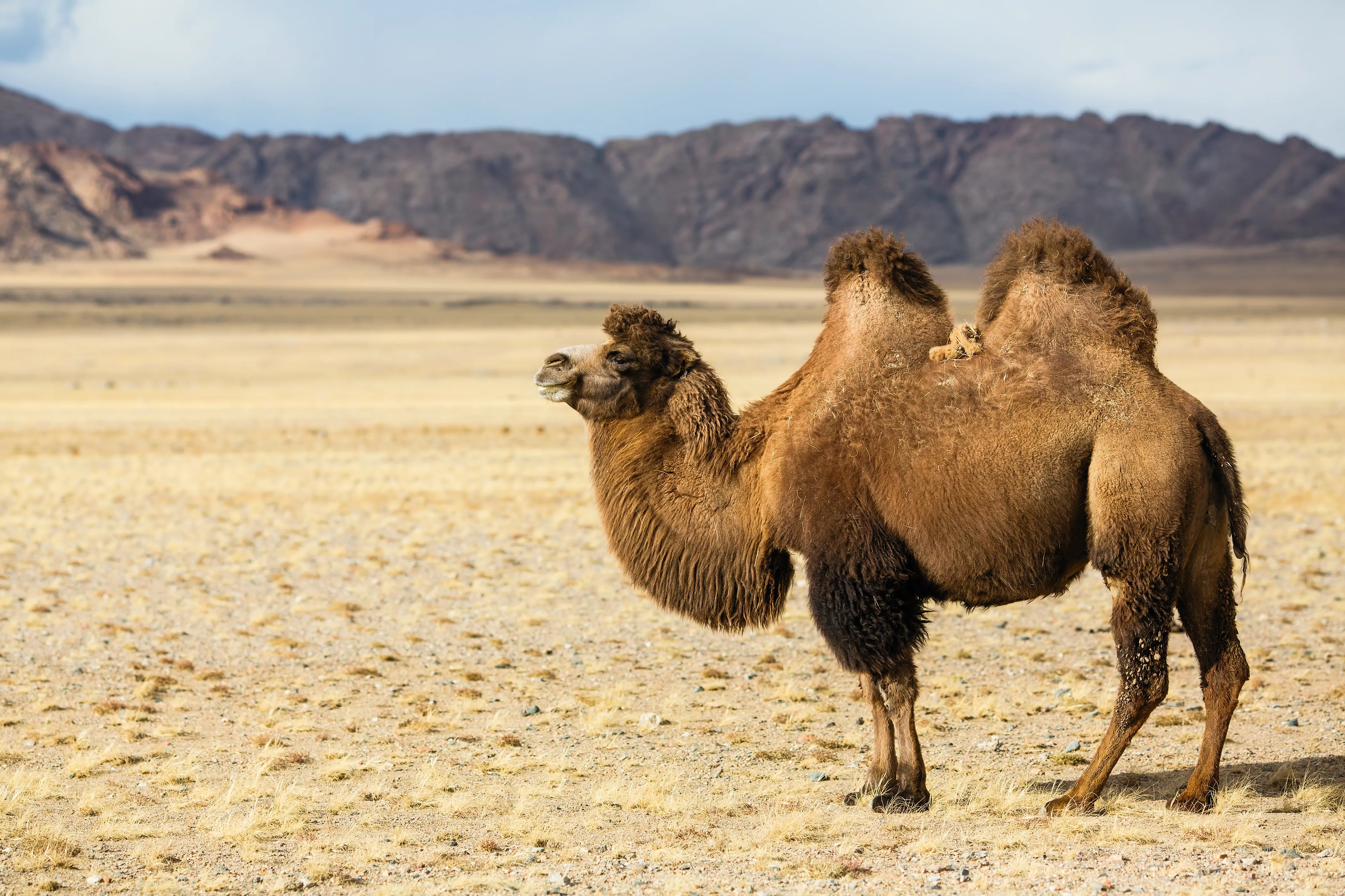 Bactrian camel