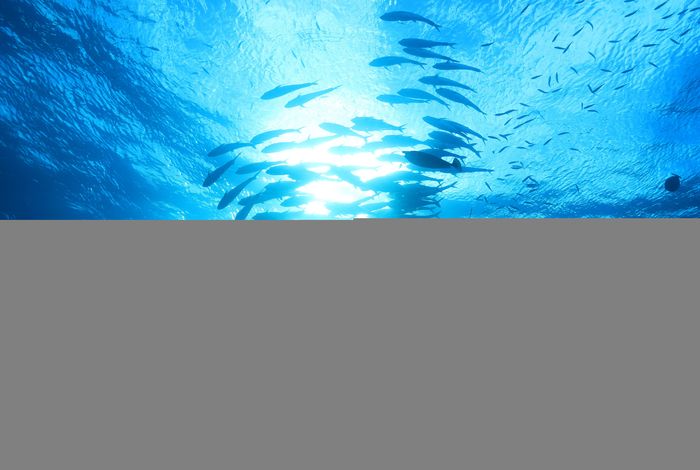 Takeaways from Mobile DNA Barcoding with BentoLab and MinION