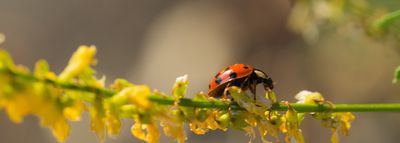 red ladybug