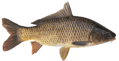 photograph of common carp cyprinid