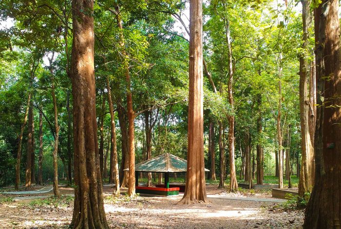 Tackling the teak genome