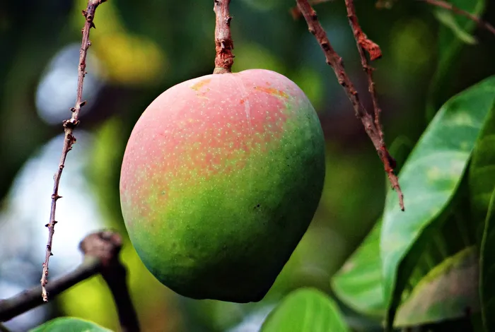 Metagenomic nanopore sequencing versus conventional diagnosis for identification of the dieback pathogens of mango trees