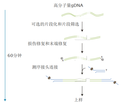 Chinese SQK-LSK112 Workflow