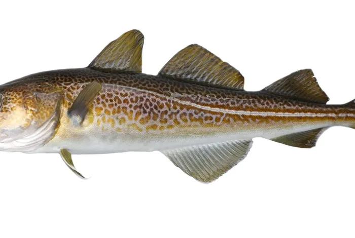 Three genomes of Osteoglossidae shed light on ancient teleost evolution