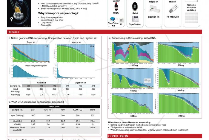 Nanopore sequencing of single individual Oikopleura dioica