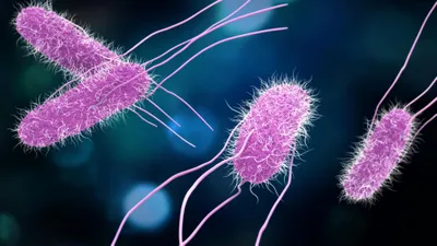 Illustration of Salmonella bacteria