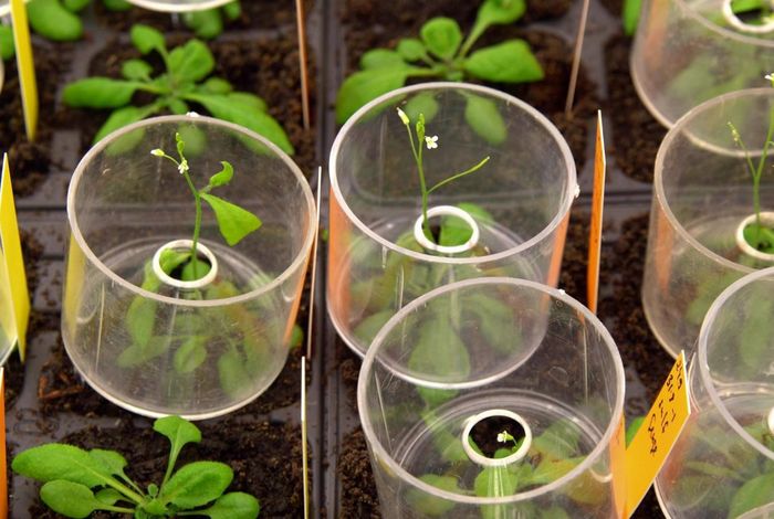 Nanopore sequencing and the Arabidopsis centromere paradox