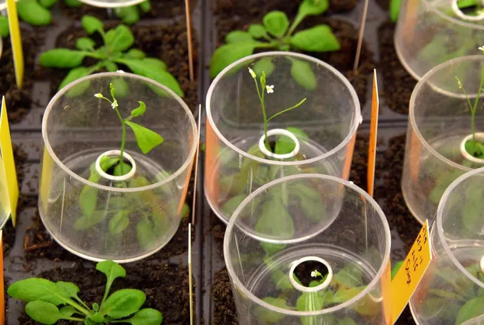 Nanopore sequencing and the Arabidopsis centromere paradox