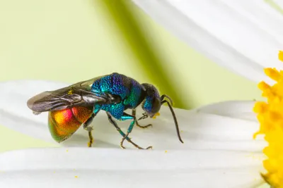 jewel or emerald cockroach parasitic wasp