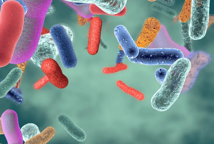 In vivo augmentation of a complex gut bacterial community