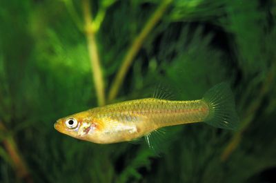 The western mosquitofish (Gambusia affinis)
