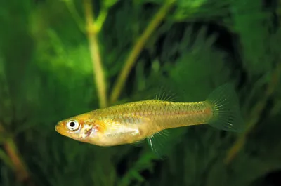 The western mosquitofish (Gambusia affinis)