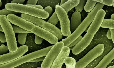 Characterisation of a marine bacteria through a novel metabologenomics approach