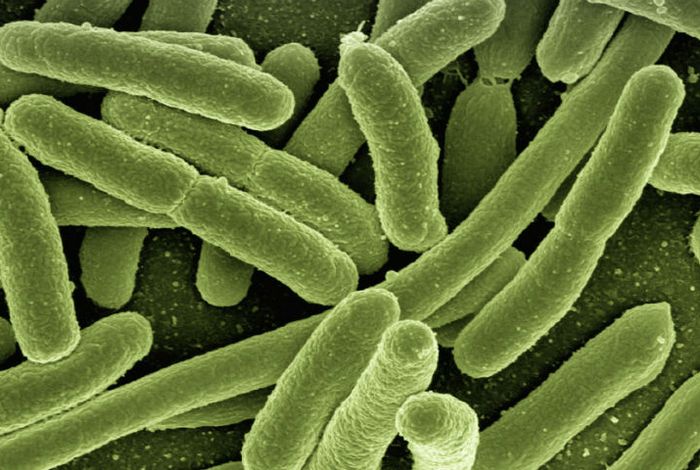 Characterisation of a marine bacteria through a novel metabologenomics approach