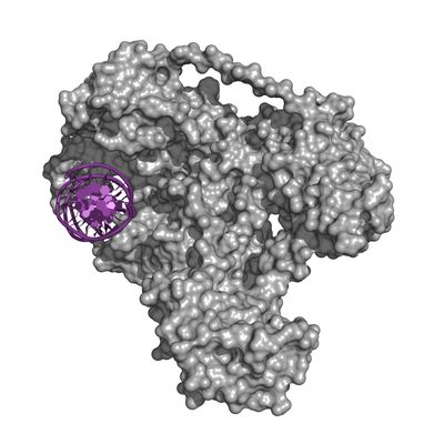DNA methyl transferase