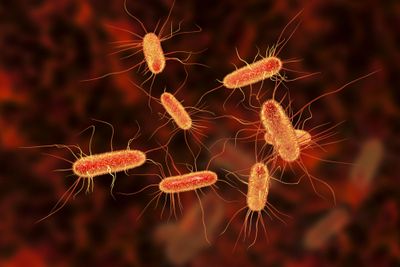 E.coli
