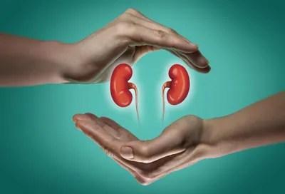 symbolic image of two kidneys framed by two human hands