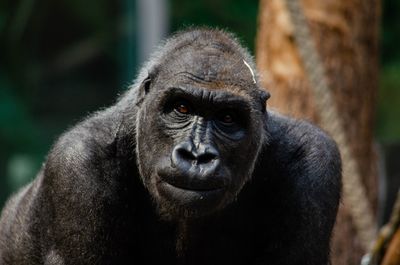 Gorilla