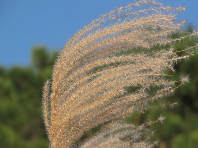 Miscanthus