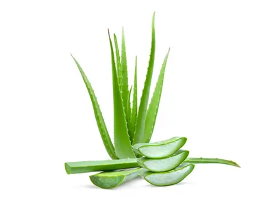 photograph of aloe vera plant