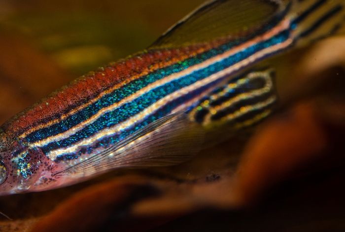 Assembling the zebrafish genome with long-read sequencing