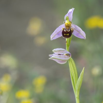 Ophrys (orchid)