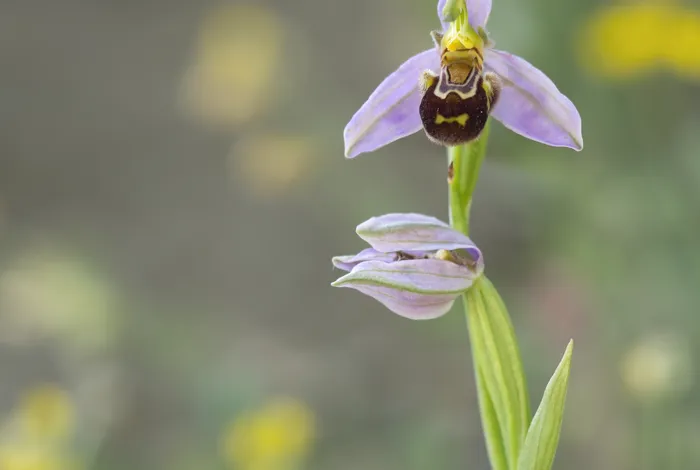 Whole plastid genome-based phylogenomics supports an inner placement of the *O. insectifera* group rather than a basal position in the rapidly diversifying Ophrys genus (Orchidaceae)