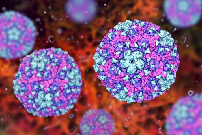 Rapid and cost-efficient Enterovirus genotyping from clinical samples using Flongle Flow Cells