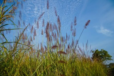 Pennisetum purpureum