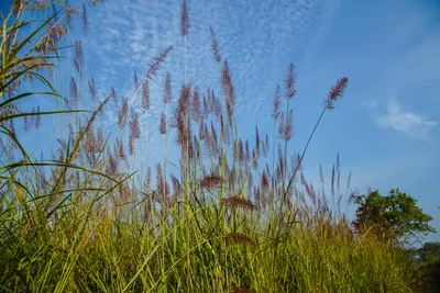 Pennisetum purpureum