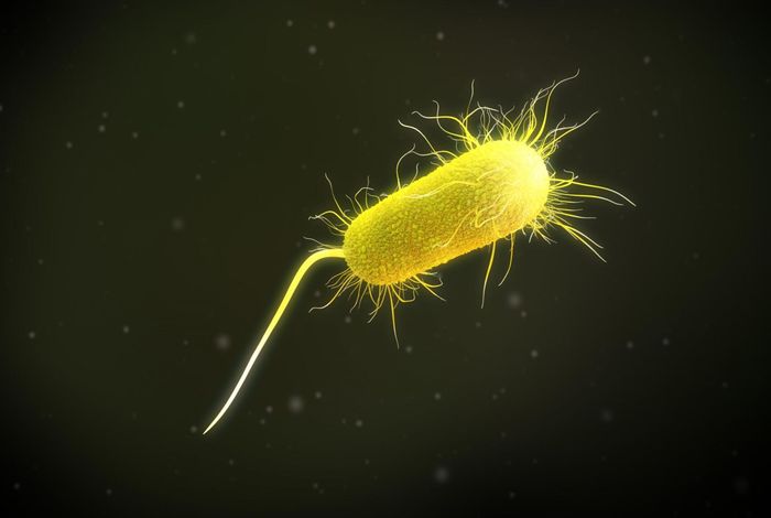 Tn4661-mediated transfer of bla CTX-M-15 from Klebsiella michiganensis to an outbreak clone of Pseudomonas aeruginosa